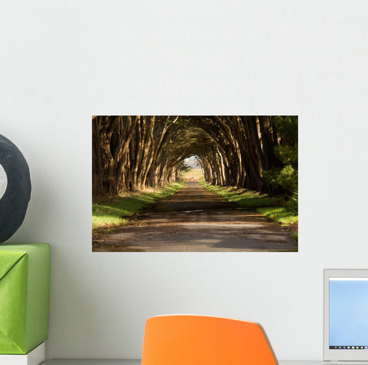 cypress tree tunnel Wall Mural