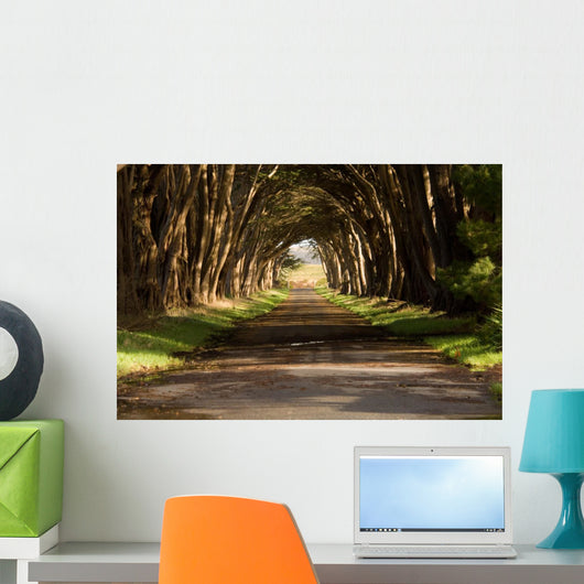 cypress tree tunnel Wall Mural