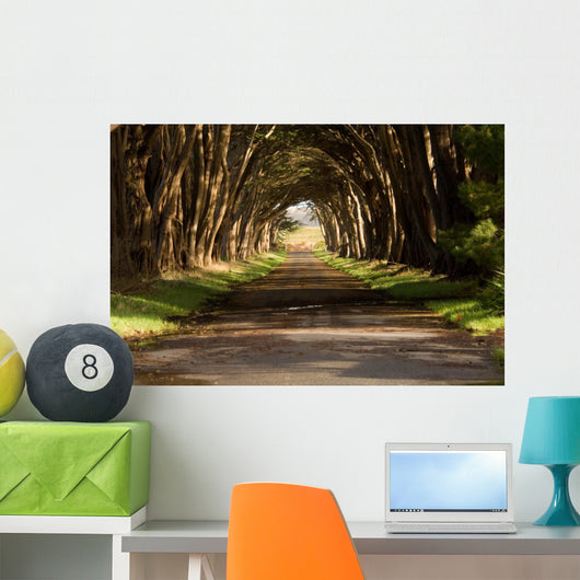 cypress tree tunnel Wall Mural