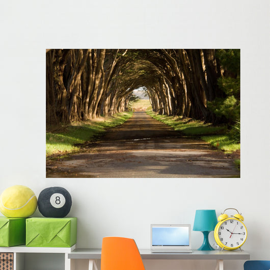 cypress tree tunnel Wall Mural