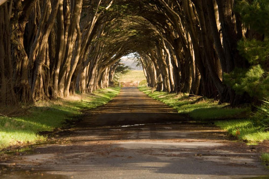 cypress tree tunnel Wall Mural