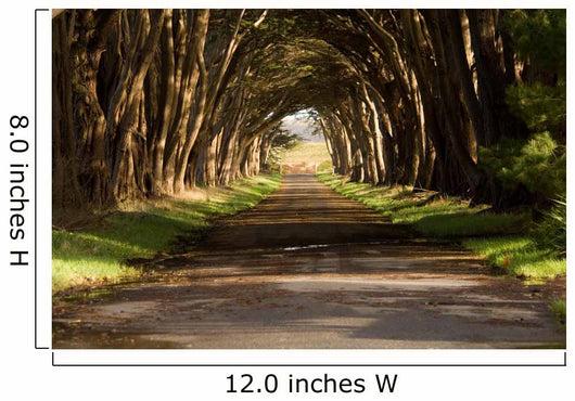 cypress tree tunnel Wall Mural