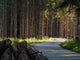 Forest Road Wall Decal