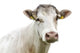 Funny Cow Head Portrait