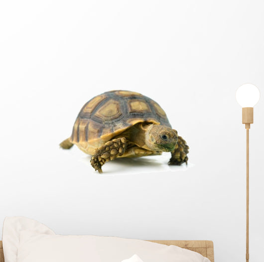African Spurred Sulcata of White Background Wall Decal