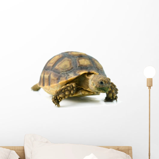 African Spurred Sulcata of White Background Wall Decal