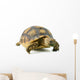 African Spurred Sulcata of White Background Wall Decal