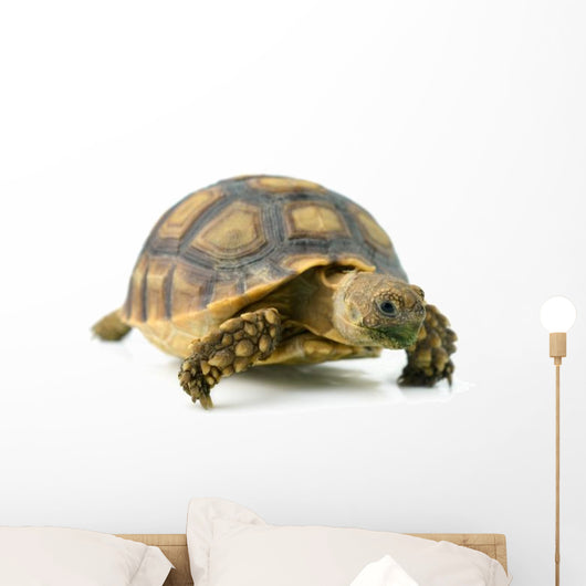 African Spurred Sulcata of White Background Wall Decal