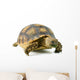 African Spurred Sulcata of White Background Wall Decal