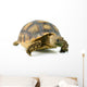 African Spurred Sulcata of White Background Wall Decal