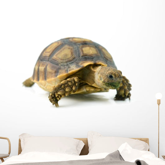 African Spurred Sulcata of White Background Wall Decal