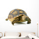 African Spurred Sulcata of White Background Wall Decal