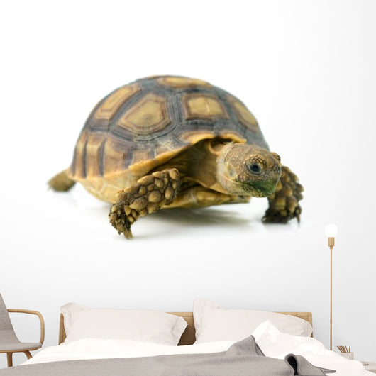African Spurred Sulcata of White Background Wall Decal