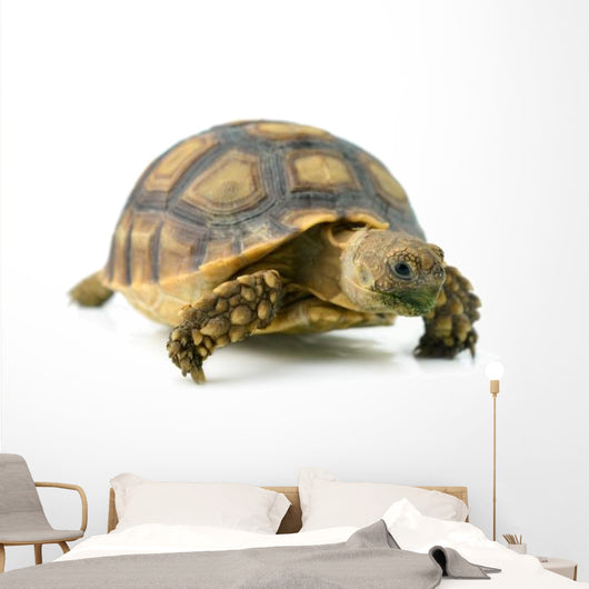 African Spurred Sulcata of White Background Wall Decal