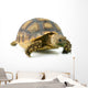 African Spurred Sulcata of White Background Wall Decal