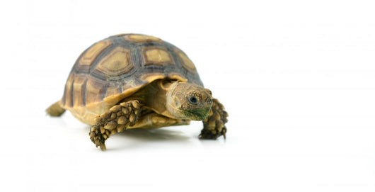 African Spurred Sulcata of White Background Wall Decal