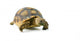 African Spurred Sulcata of White Background Wall Decal