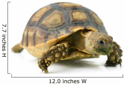 African Spurred Sulcata of White Background Wall Decal