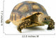 African Spurred Sulcata of White Background Wall Decal