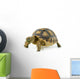 African Spurred Sulcata White