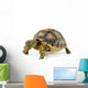 African Spurred Sulcata White