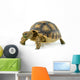 African Spurred Sulcata White