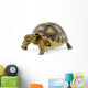 African Spurred Sulcata White