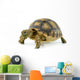 African Spurred Sulcata White