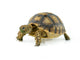 African Spurred Sulcata White
