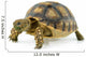 African Spurred Sulcata White