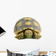 African Spurred Sulcata White