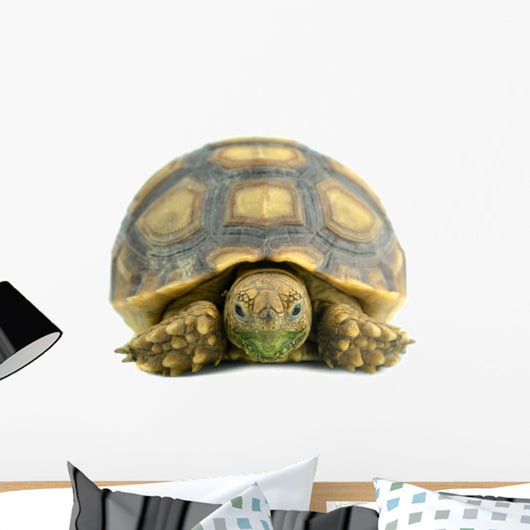 African Spurred Sulcata White