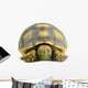 African Spurred Sulcata White