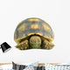 African Spurred Sulcata White