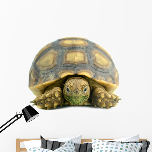 African Spurred Sulcata White