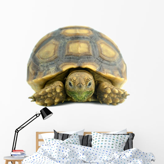 African Spurred Sulcata White