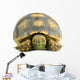 African Spurred Sulcata White