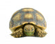 African Spurred Sulcata White