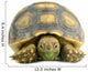 African Spurred Sulcata White