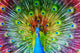 Peacock with Feathers Spread