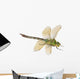 Dragonfly Anax Imperator Female