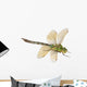 Dragonfly Anax Imperator Female
