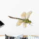 Dragonfly Anax Imperator Female