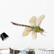 Dragonfly Anax Imperator Female