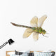 Dragonfly Anax Imperator Female
