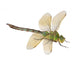 Dragonfly Anax Imperator Female