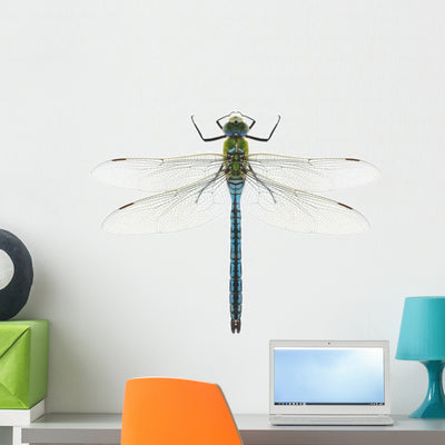 Dragonfly Anax Imperator Male shown on a wall