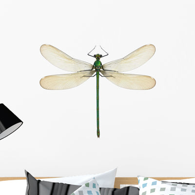 Dragonfly Calopteryx Syriaca Female shown on a wall