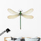 Dragonfly Calopteryx Syriaca Female
