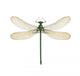 Dragonfly Calopteryx Syriaca Female